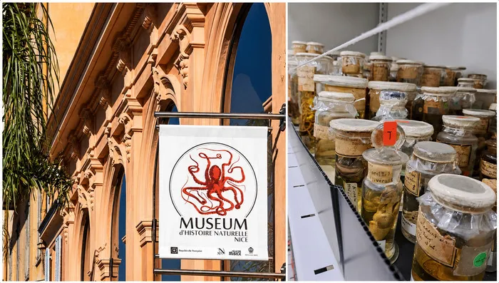Belles et fragiles collections d’Histoire naturelle