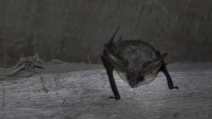 La nuit de la chauve-souris