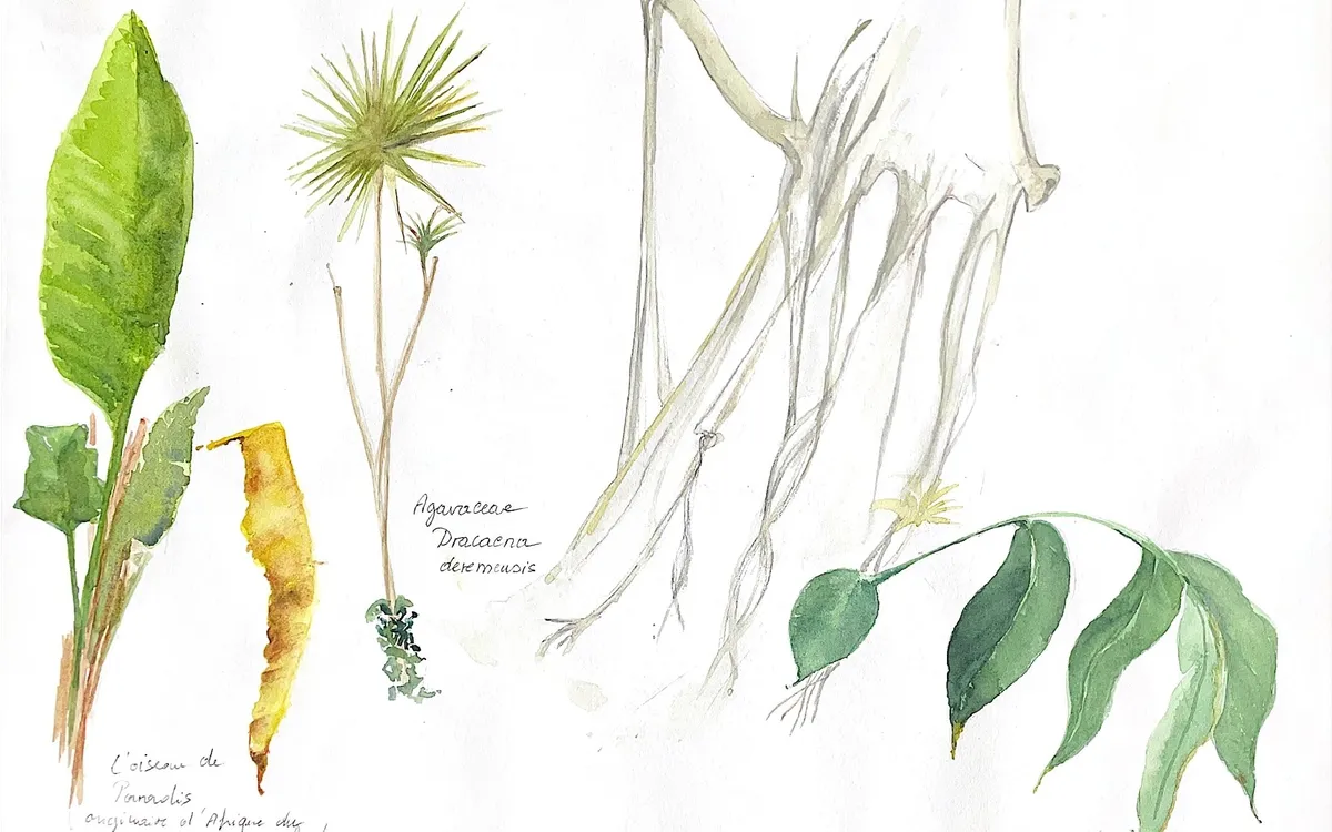 Atelier d'initiation au dessin et à l'aquarelle botanique