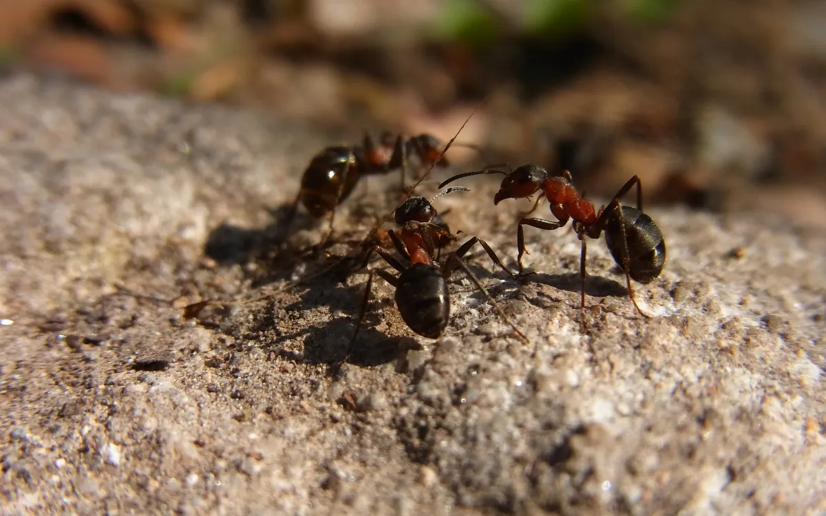 Table ronde : l'entraide dans la nature, des modèles pour notre société ?