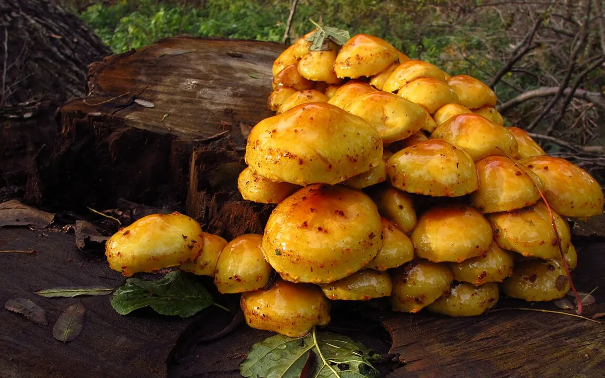 Rencontre - Les champignons : qu'ont-ils à nous apprendre ?