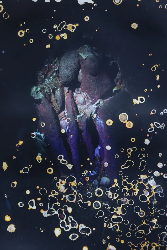 Exposition "Red bloom. Photographies d'Alice Pallot"