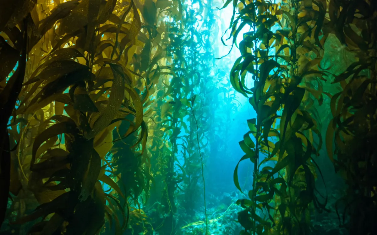 Biodiversité et bioinspiration : que nous apprennent les habitants du monde marin ?
