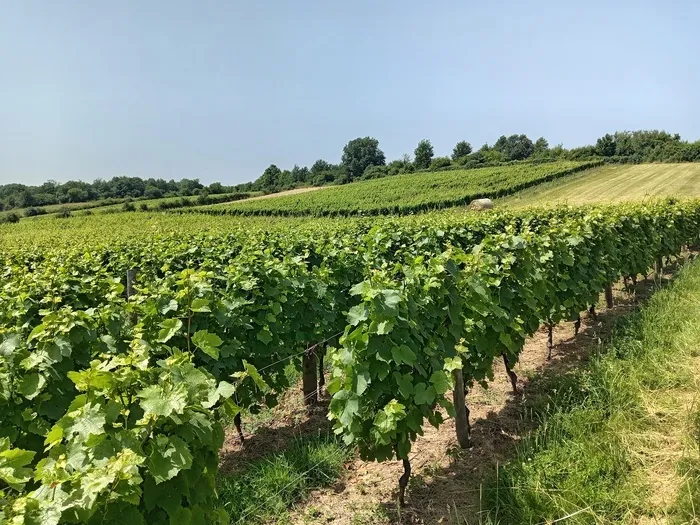 Visite commentée du CONSERVATOIRE NATIONAL DU GAMAY