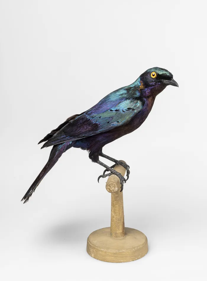 Contes en famille au Musée zoologique