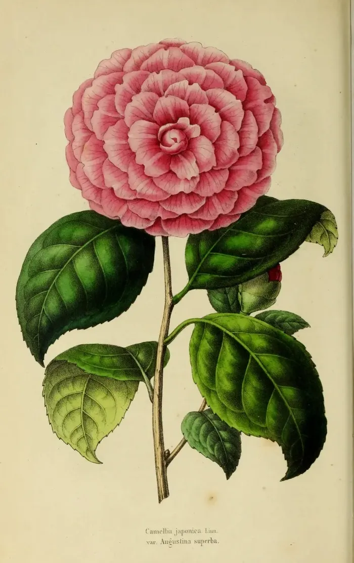 La bibliothèque de la Société d'horticulture, 180 ans de recherche