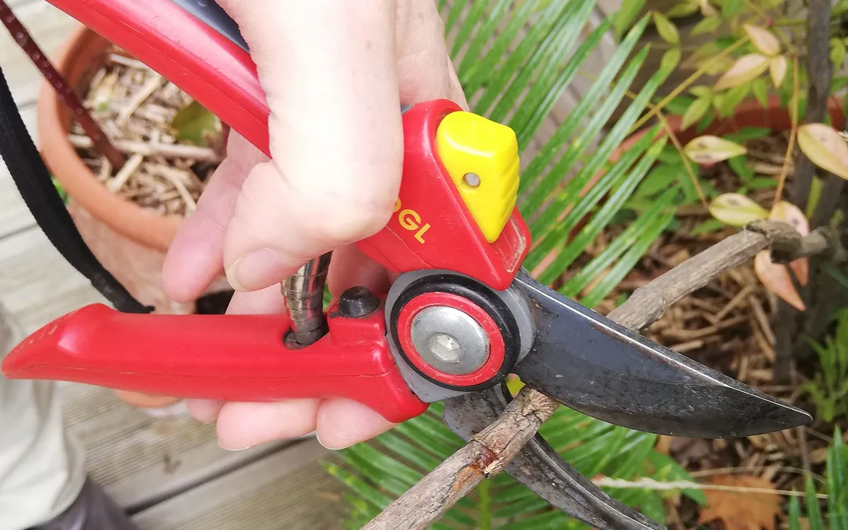 Savoir faire des boutures semi-aoutées